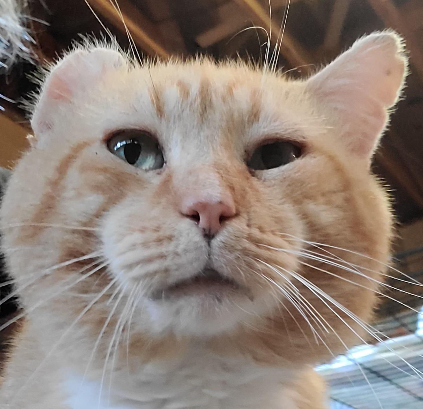 Oscar