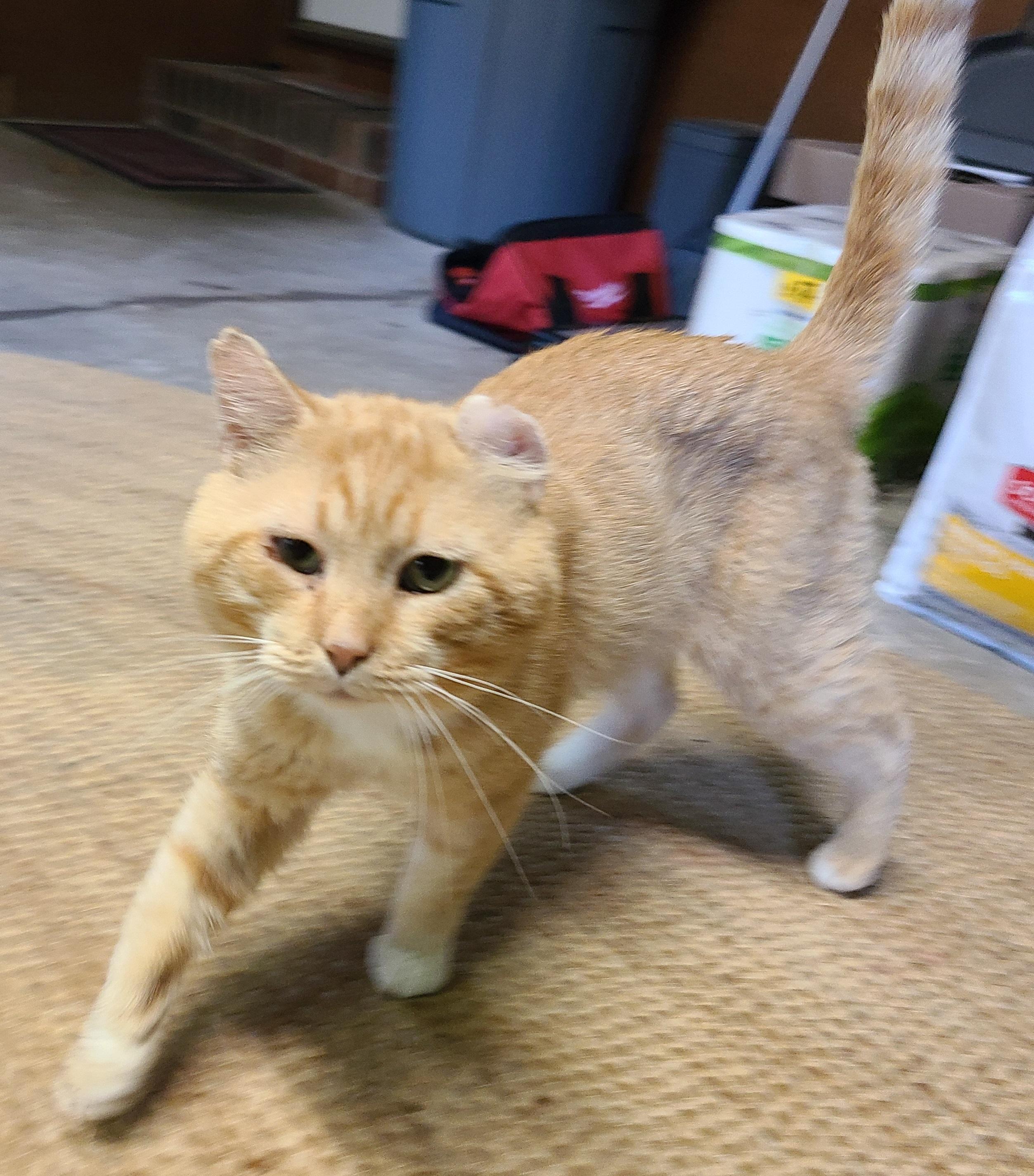 Oscar
