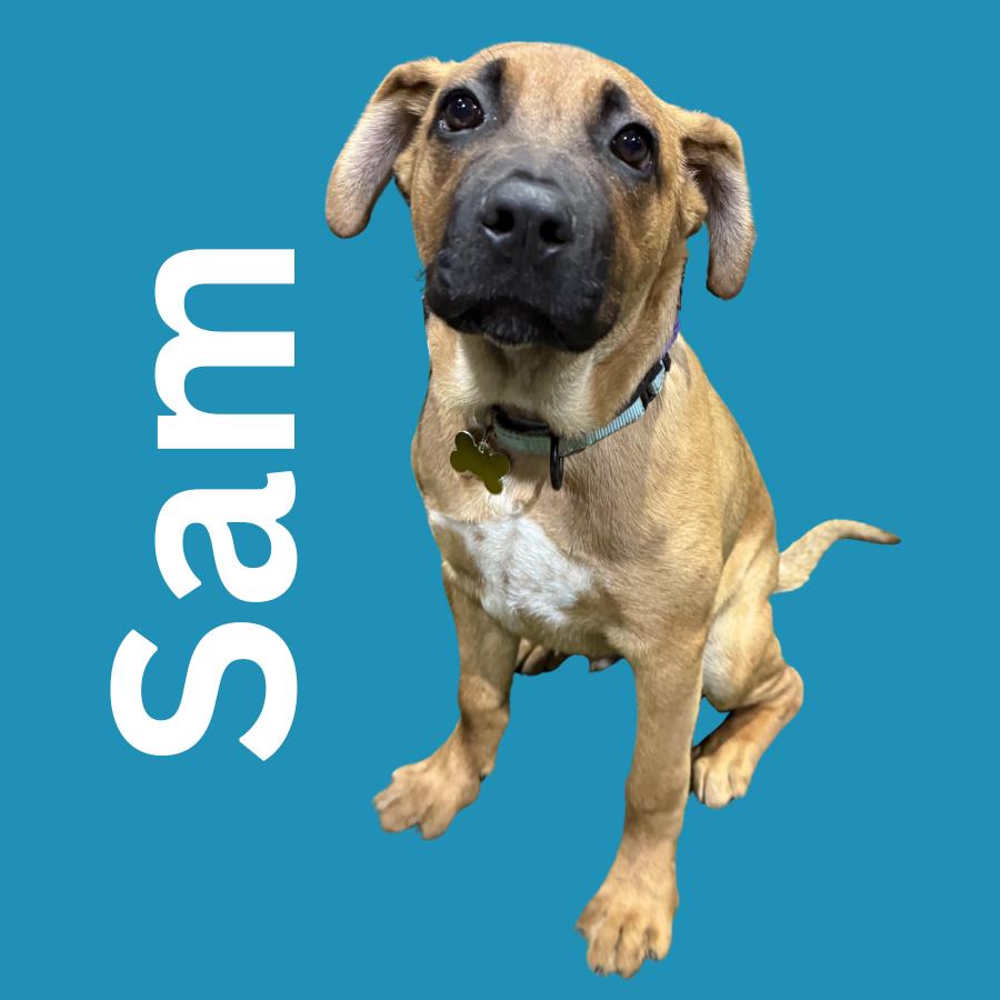 Sam, Adoptable, Puppy Male Boxer & Mixed Breed.