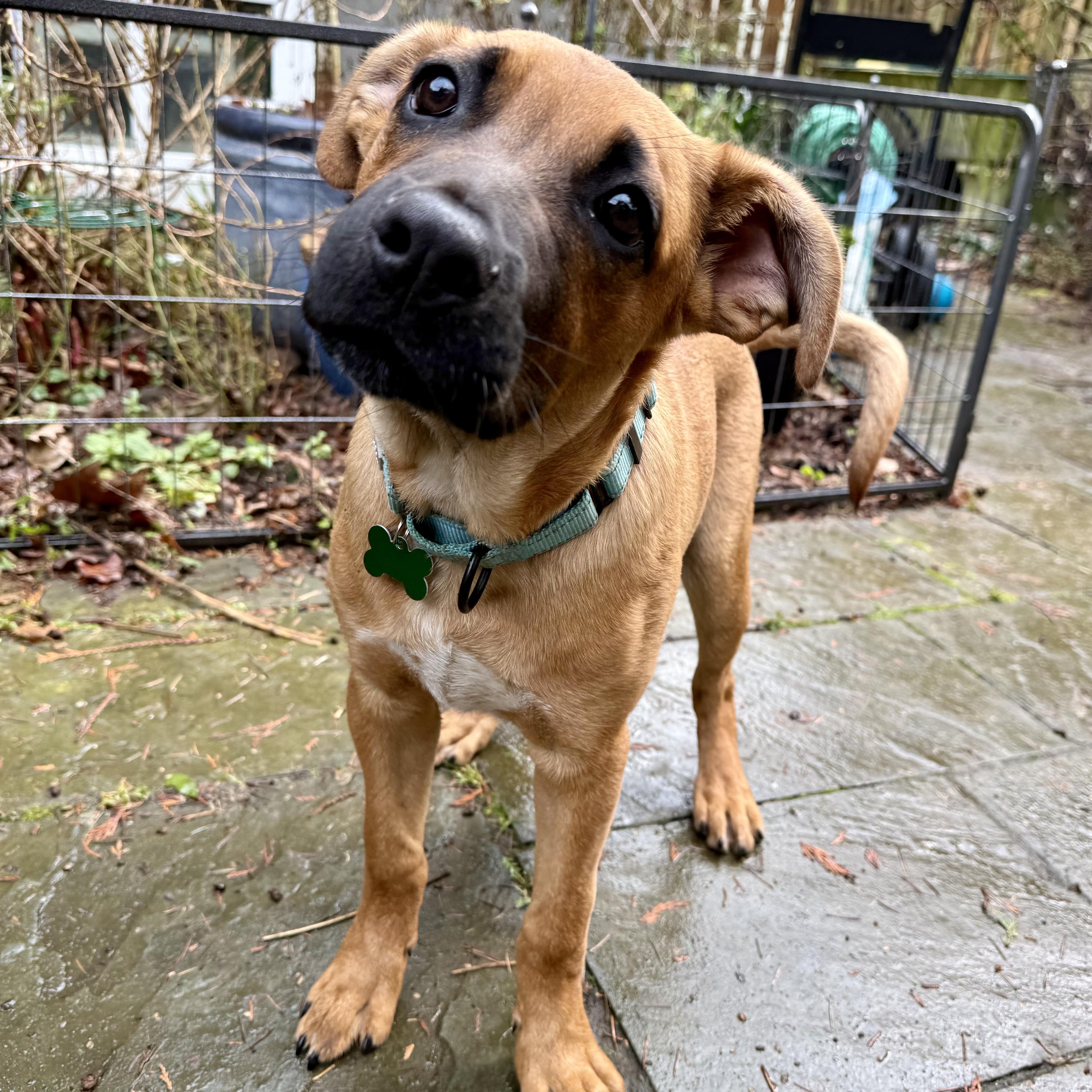 Enlarge Sam, a Adoptable mixed breed in Ridgefield , WA image 4/6