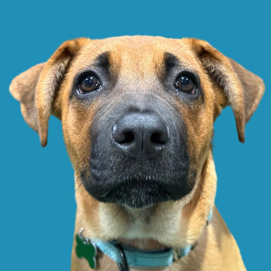 Enlarge Sam, a Adoptable mixed breed in Ridgefield , WA image 3/6