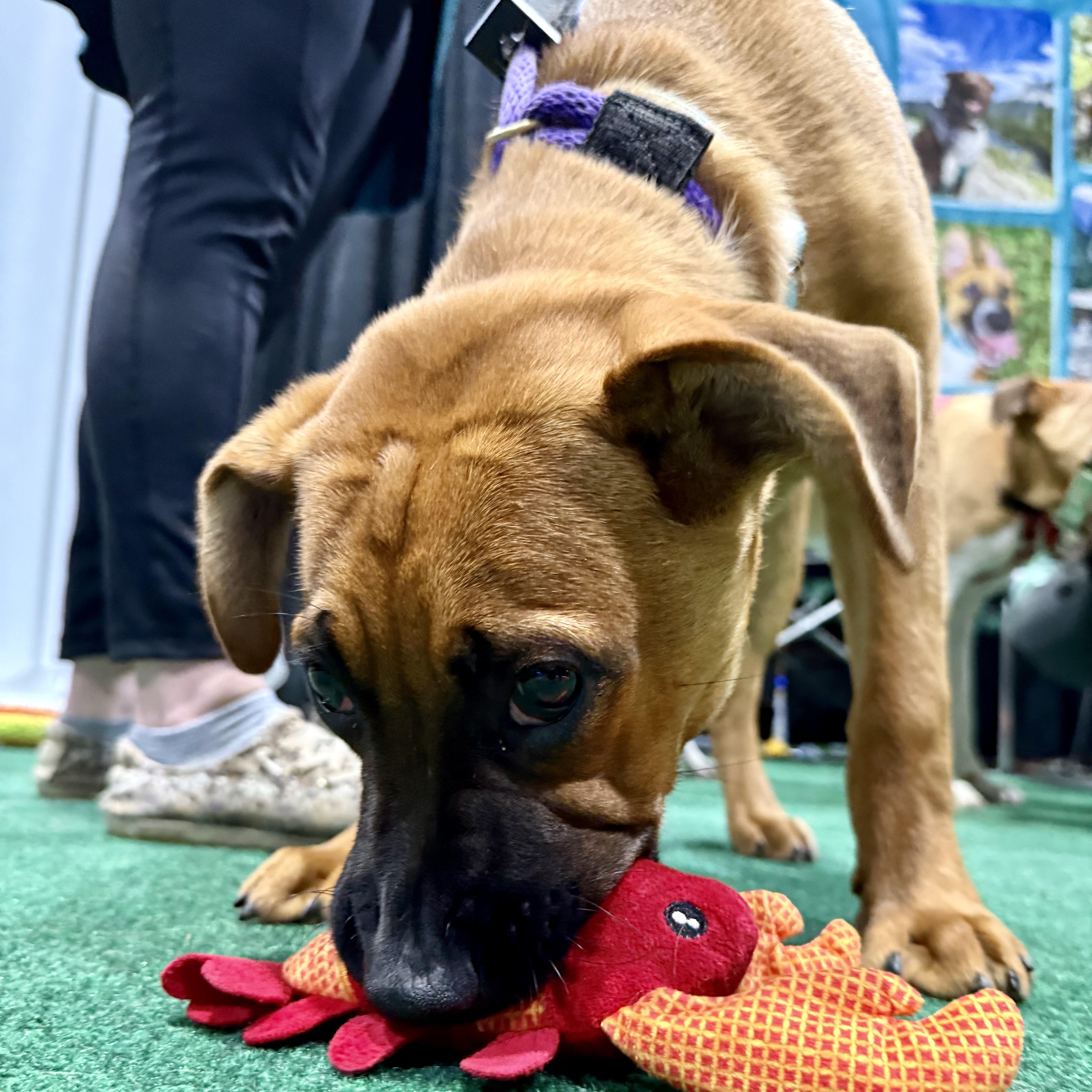 Enlarge Sam, a Adoptable mixed breed in Ridgefield , WA image 5/6