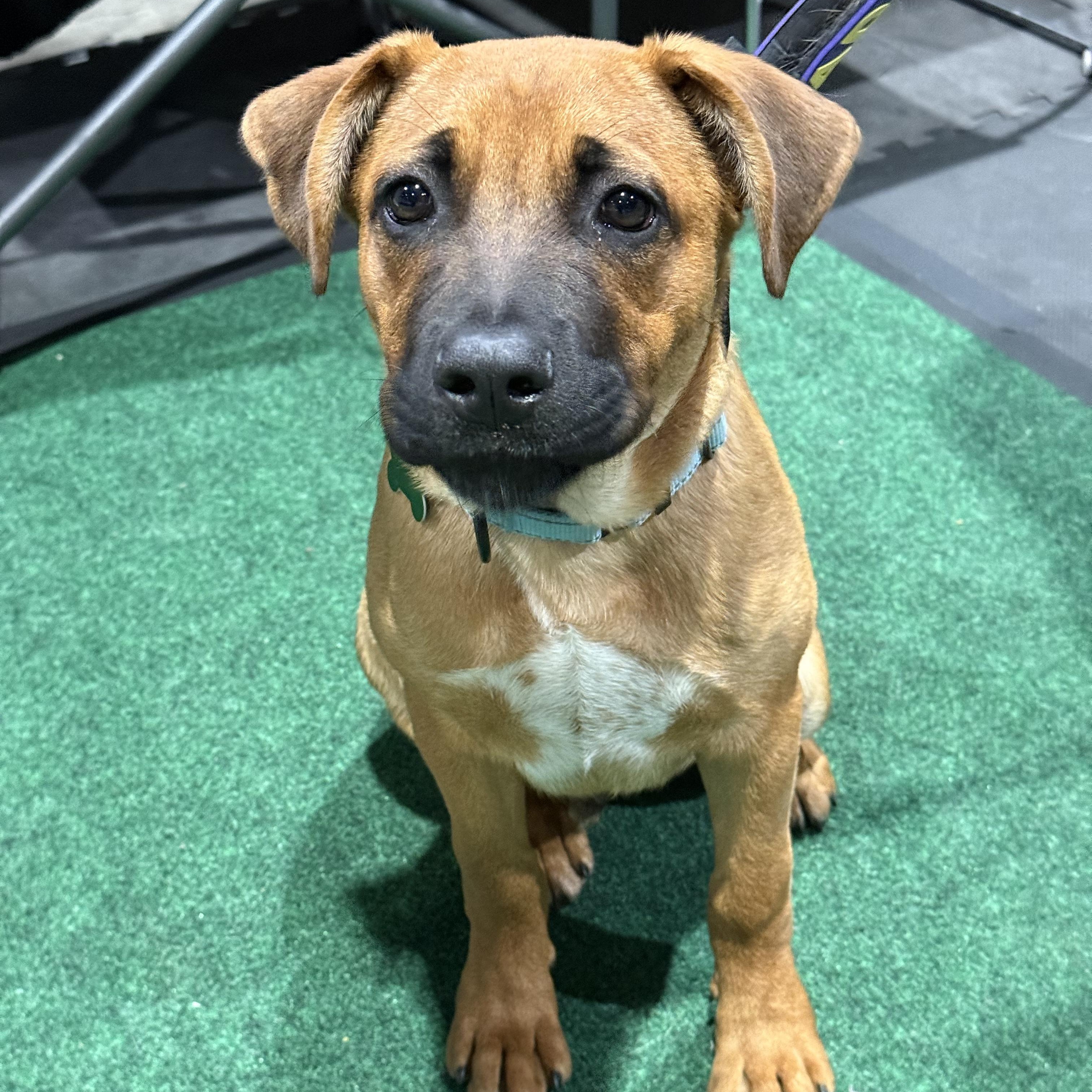 Enlarge Sam, a Adoptable mixed breed in Ridgefield , WA image 2/6