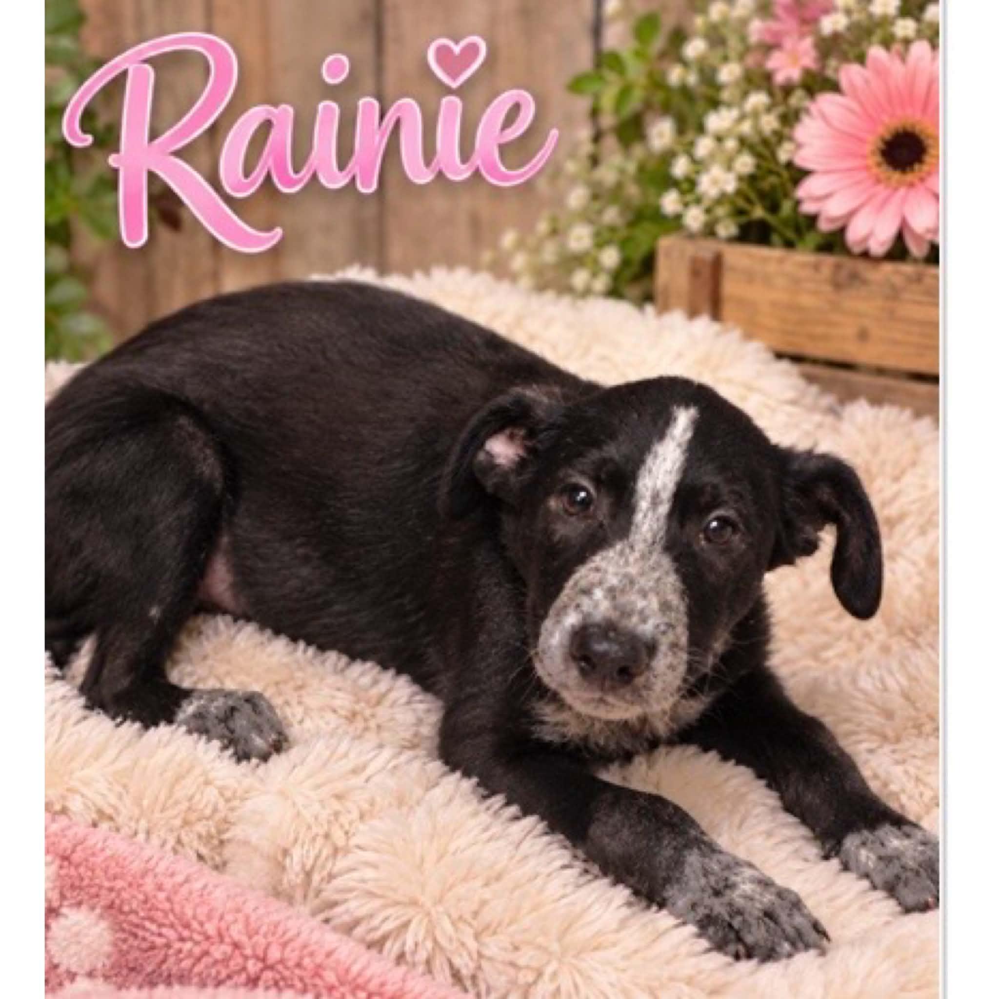Rainy, Adoptable, Puppy Female Australian Cattle Dog / Blue Heeler & Border Collie.