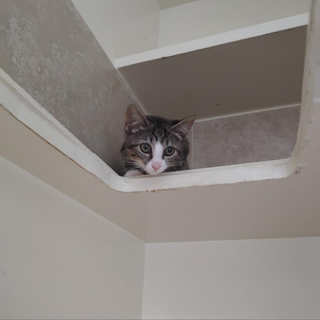 Enlarge Tessa, a Adoptable Domestic Short Hair in Tanner, AL image 2/2