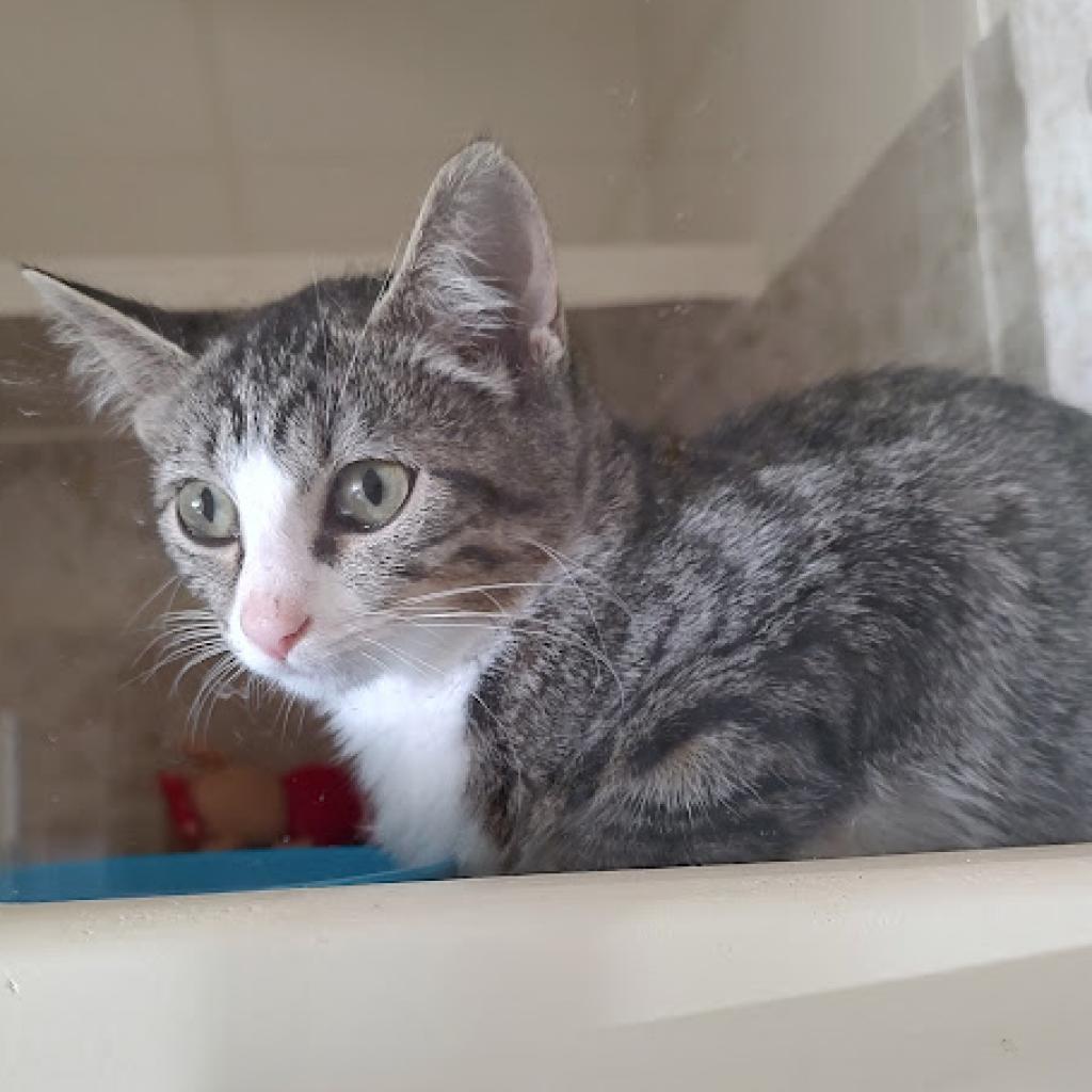 Tessa, a Adoptable Domestic Short Hair in Tanner, AL image 1/2