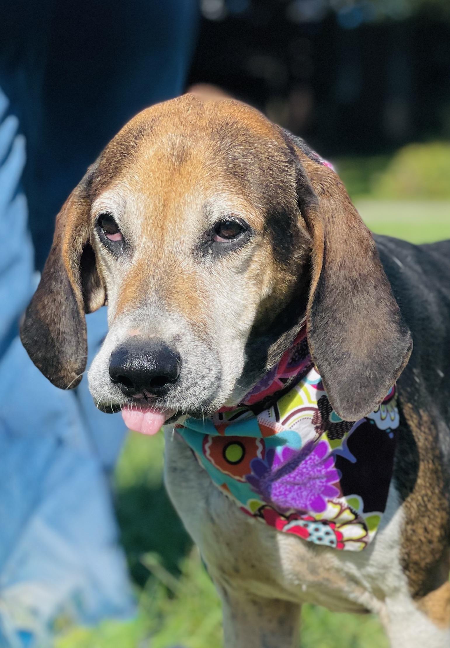 Hazel, an adoptable Treeing Walker Coonhound in Maryville, TN image 5/5