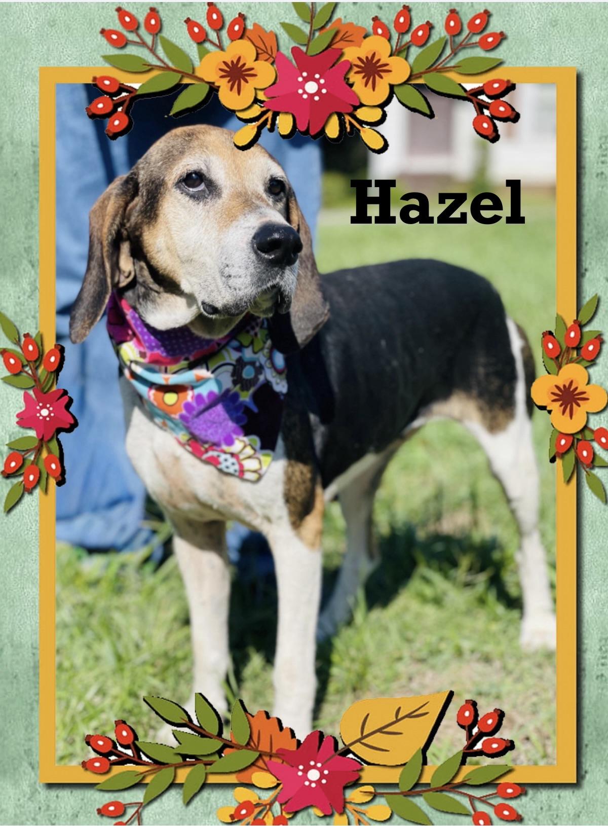 Hazel, Adopted, Senior Female Treeing Walker Coonhound & Basset Hound.