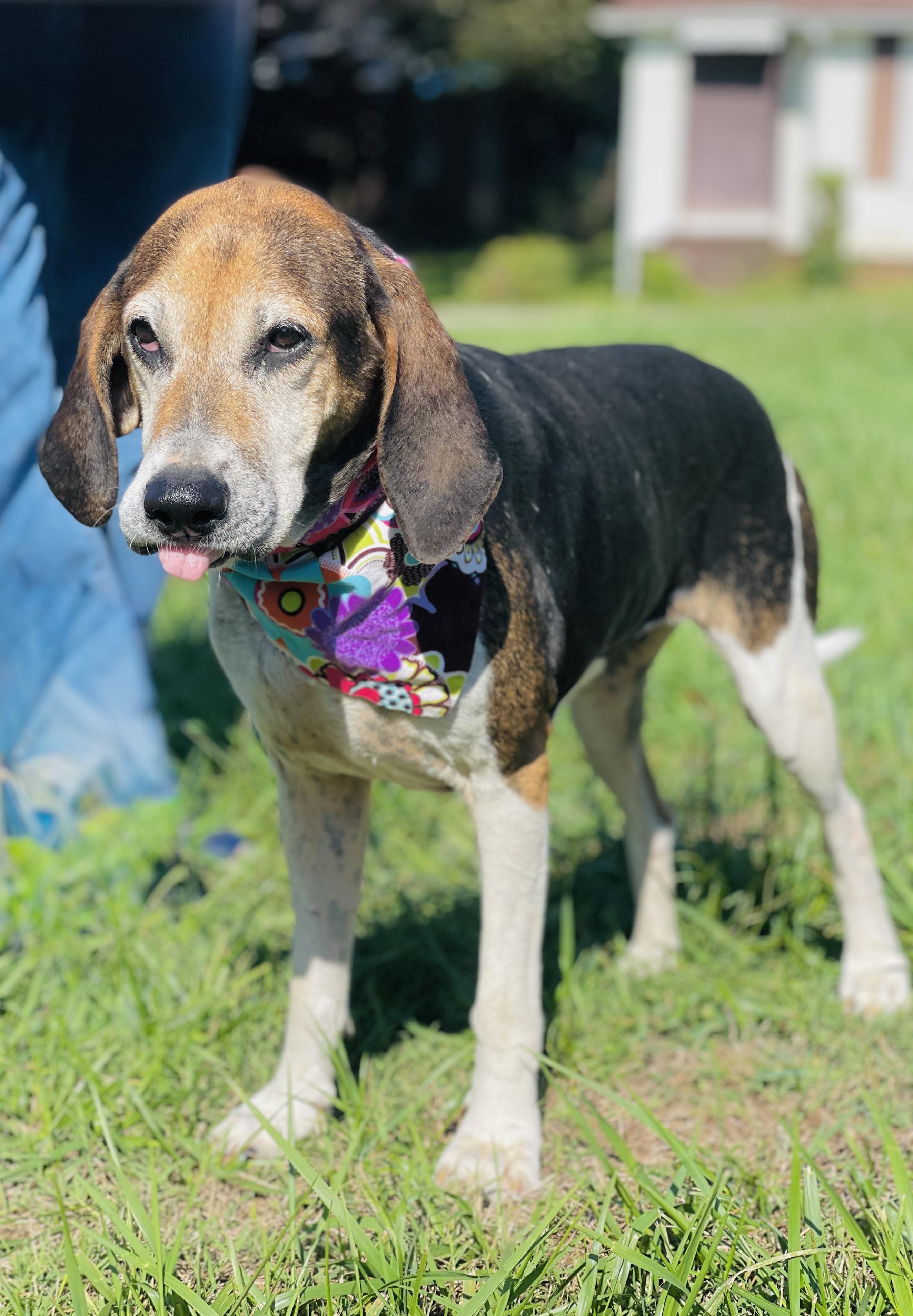 Hazel, adoptable, Senior Female Treeing Walker Coonhound.