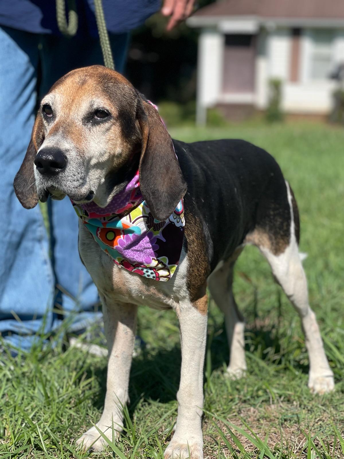 Hazel, an adoptable Treeing Walker Coonhound in Maryville, TN image 3/5