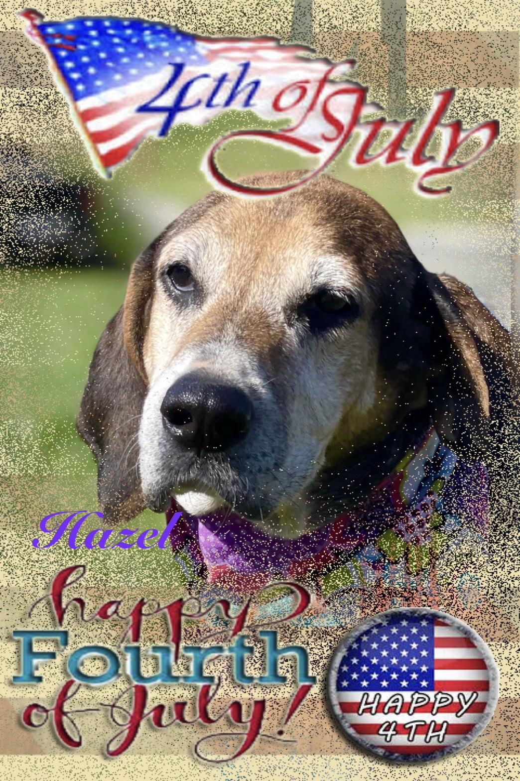 Hazel, an adoptable mixed breed in Maryville, TN image 3/6