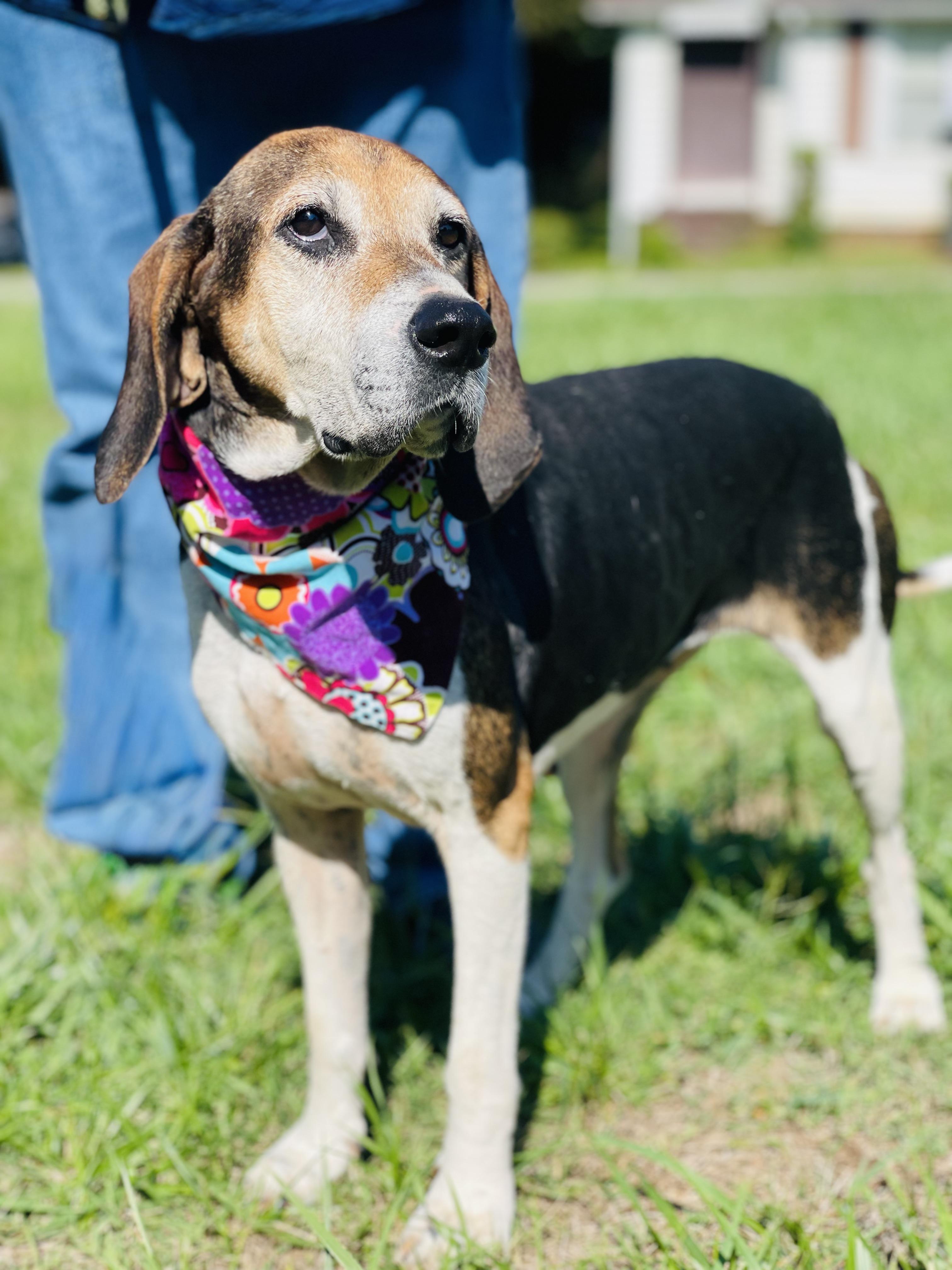 Hazel, an adoptable Treeing Walker Coonhound in Maryville, TN image 2/5