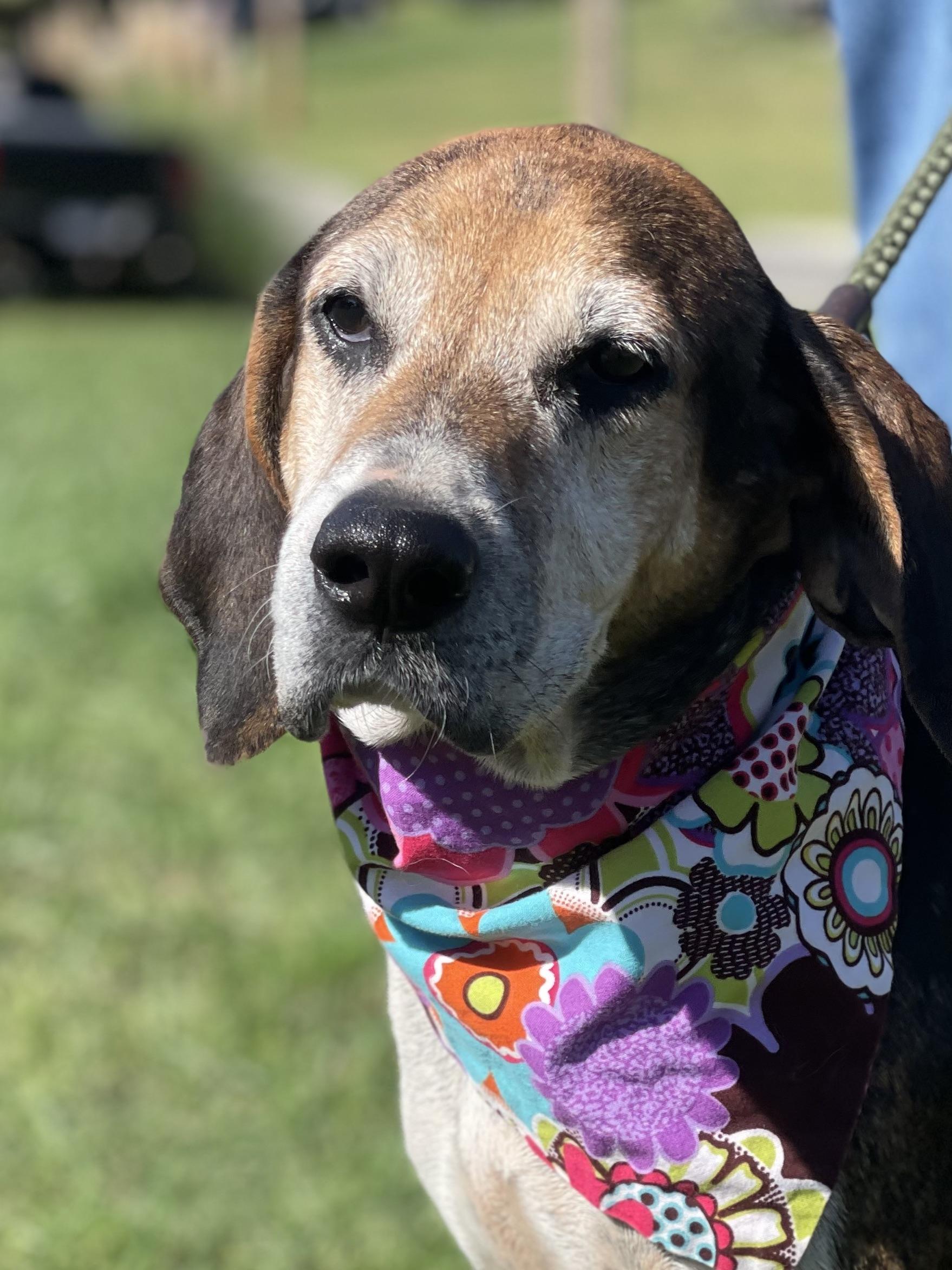 Hazel, an adoptable Treeing Walker Coonhound in Maryville, TN image 4/5