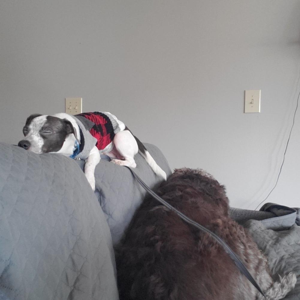 Enlarge Lucky, a Adoptable mixed breed in Delaware, OH image 1/6