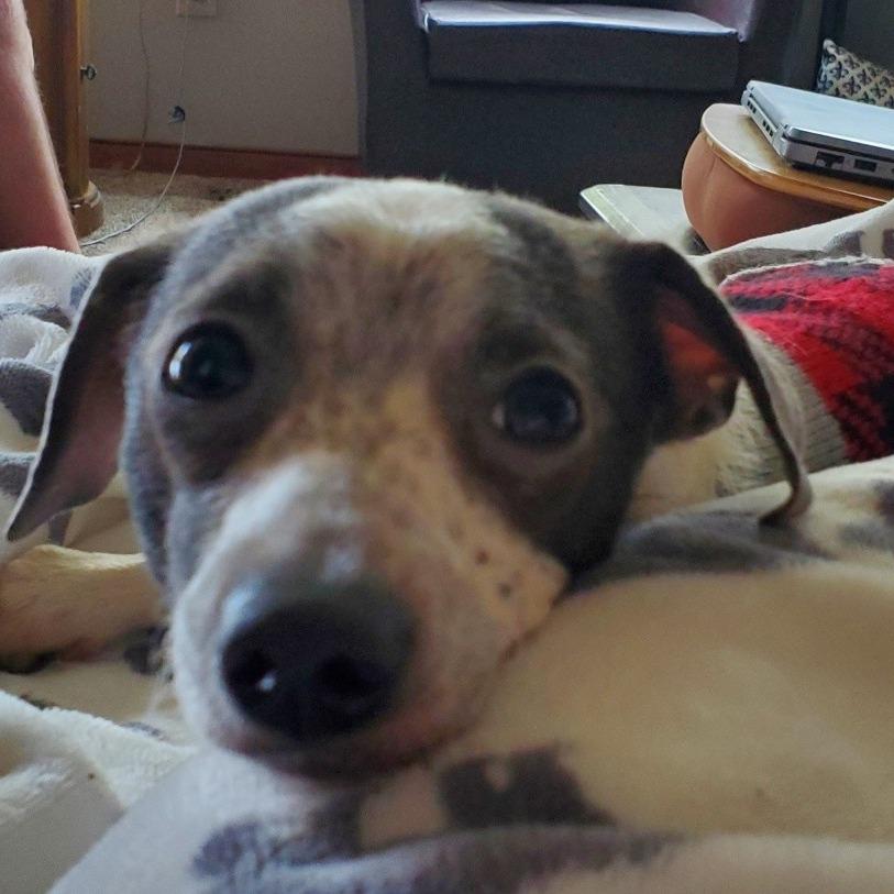 Enlarge Lucky, a Adoptable mixed breed in Delaware, OH image 2/6