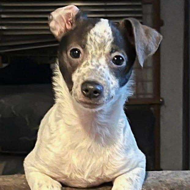 Enlarge Lucky, a Adoptable mixed breed in Delaware, OH image 3/6