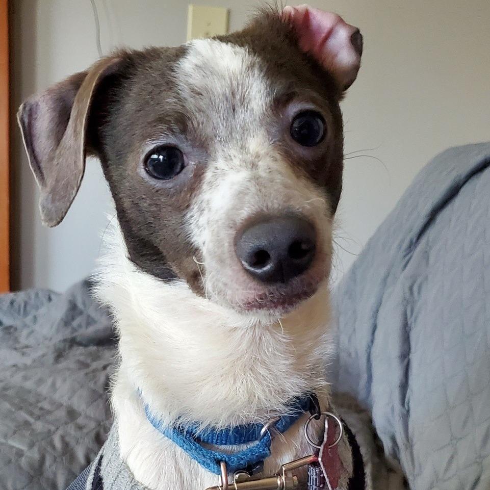 Enlarge Lucky, a Adoptable mixed breed in Delaware, OH image 3/6