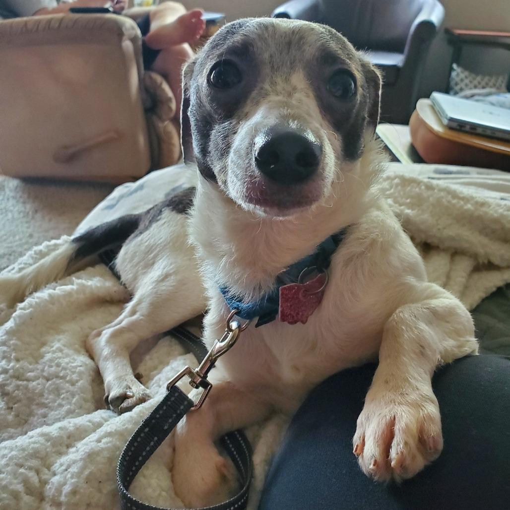 Enlarge Lucky, a Adoptable mixed breed in Delaware, OH image 4/6