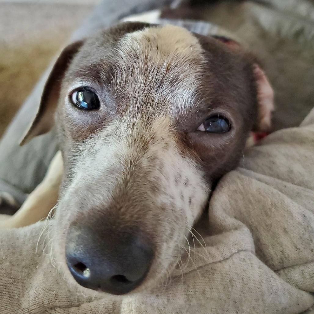 Enlarge Lucky, a Adoptable mixed breed in Delaware, OH image 6/6