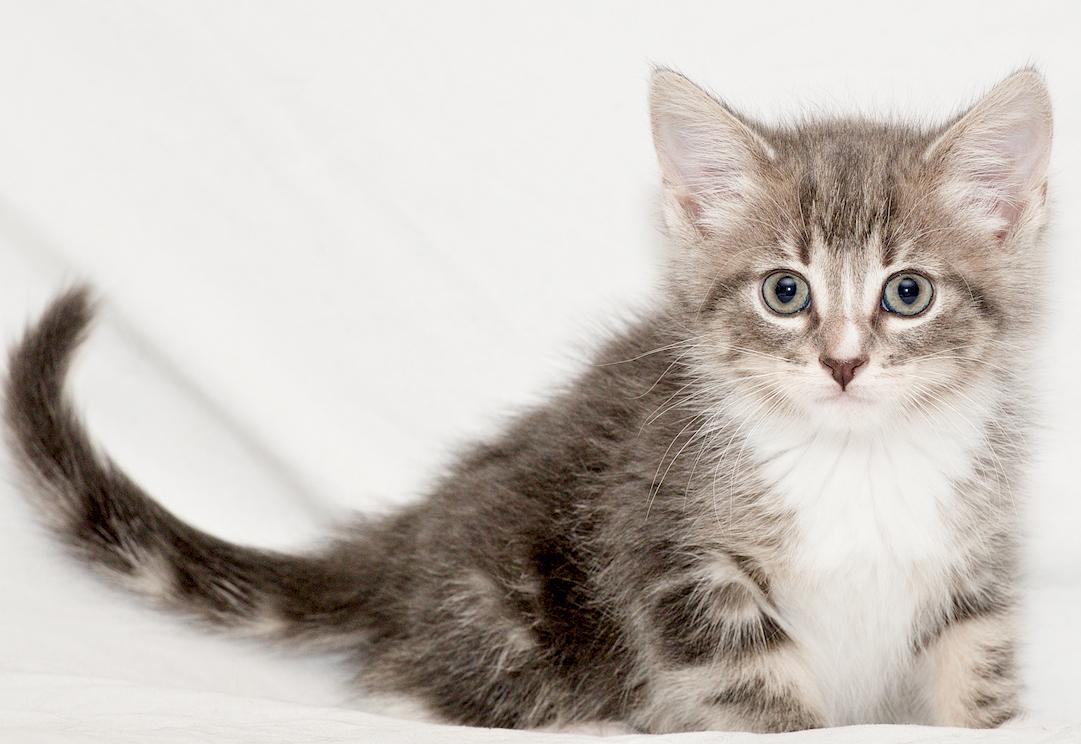 Alcove, Adoptable, Young Female Domestic Short Hair.