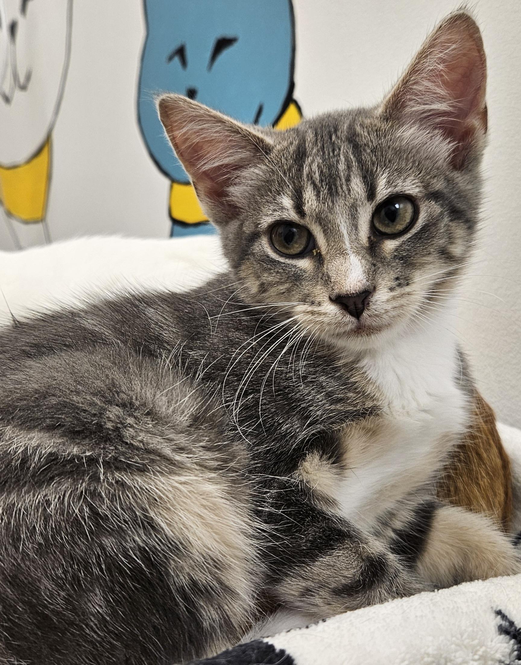 Alcove, Adoptable, Young Female Domestic Short Hair.