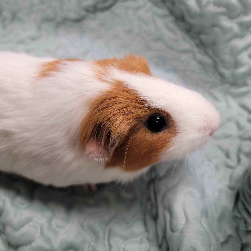 Mazagran, a Adoptable Short-Haired in Las Vegas, NV image 1/2