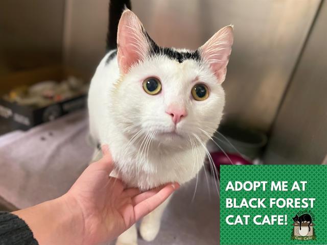 ILIA, Adoptable, Young Male Domestic Short Hair.