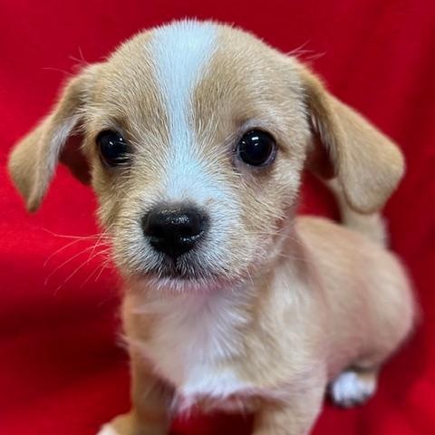 Enlarge Howie, a ADOPTABLE mixed breed in Bartonsville, PA image 2/5