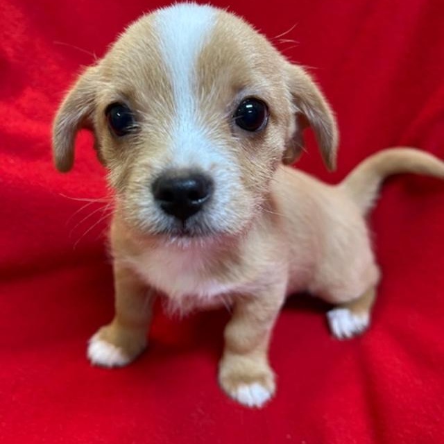 Enlarge Howie, a ADOPTABLE mixed breed in Bartonsville, PA image 3/5