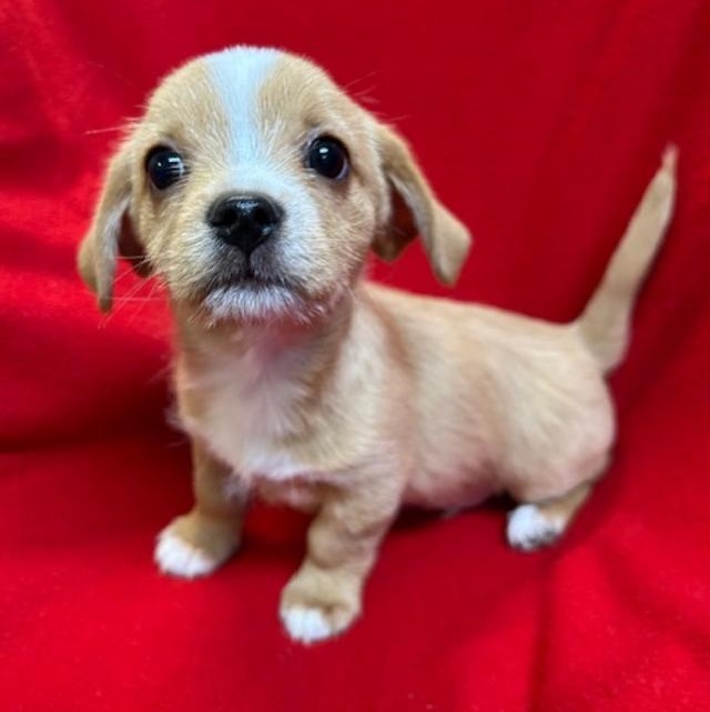 Enlarge Howie, a ADOPTABLE mixed breed in Bartonsville, PA image 4/5