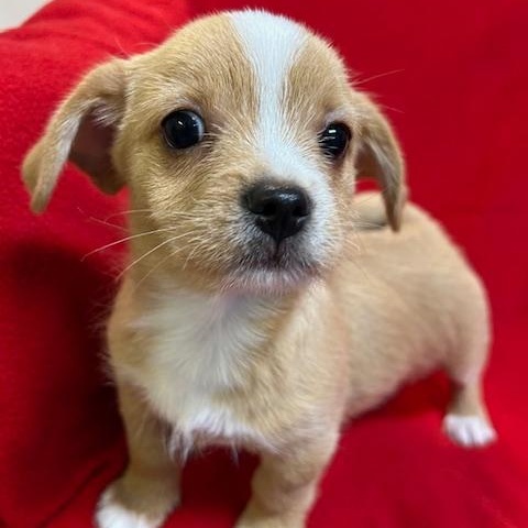Enlarge Howie, a ADOPTABLE mixed breed in Bartonsville, PA image 5/5