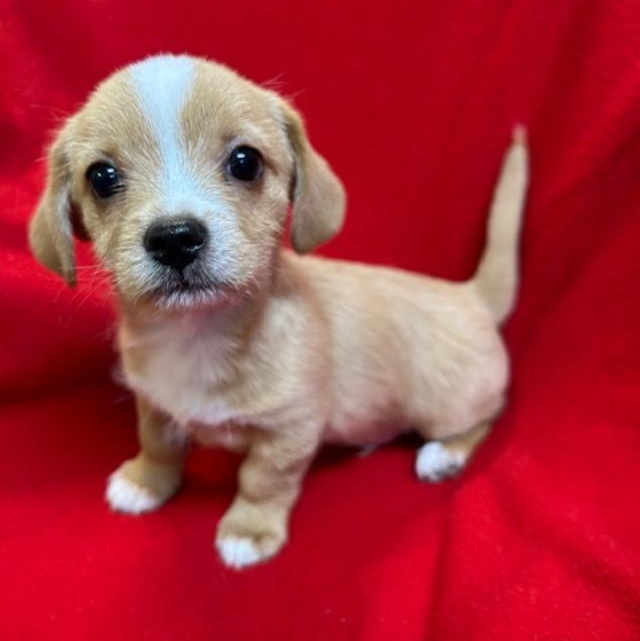 Enlarge Howie, a ADOPTABLE mixed breed in Bartonsville, PA image 1/5