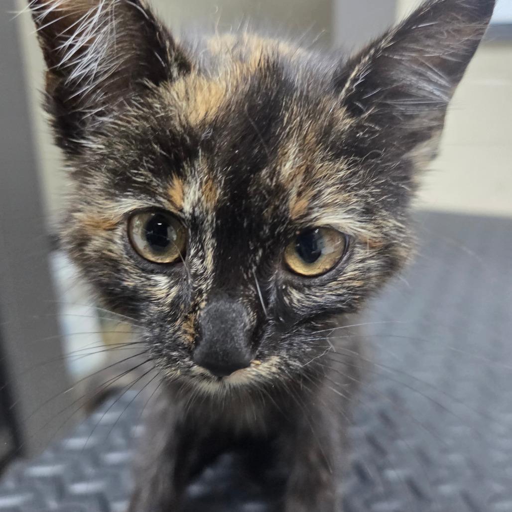 Freedom, Adoptable, Kitten Female Domestic Short Hair & Domestic Short Hair.