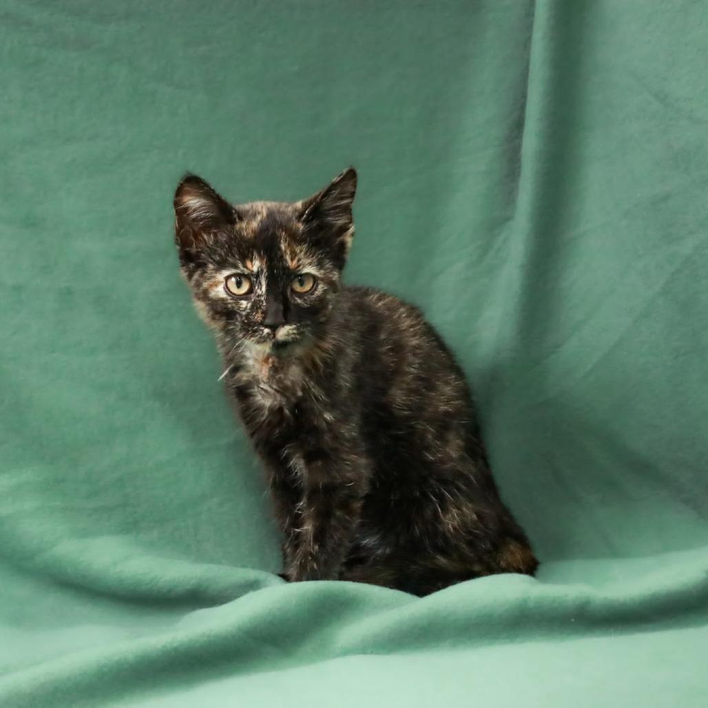 Enlarge Freedom, a Adoptable mixed breed in Madisonville, KY image 2/2