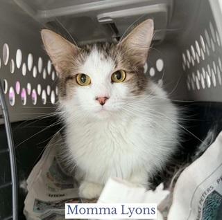 Enlarge Momma Lyons, a ADOPTABLE Domestic Short Hair in Berkeley Springs, WV image 1/3