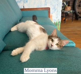 Enlarge Momma Lyons, a ADOPTABLE Domestic Short Hair in Berkeley Springs, WV image 2/3