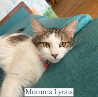 Enlarge Momma Lyons, a ADOPTABLE Domestic Short Hair in Berkeley Springs, WV image 3/3