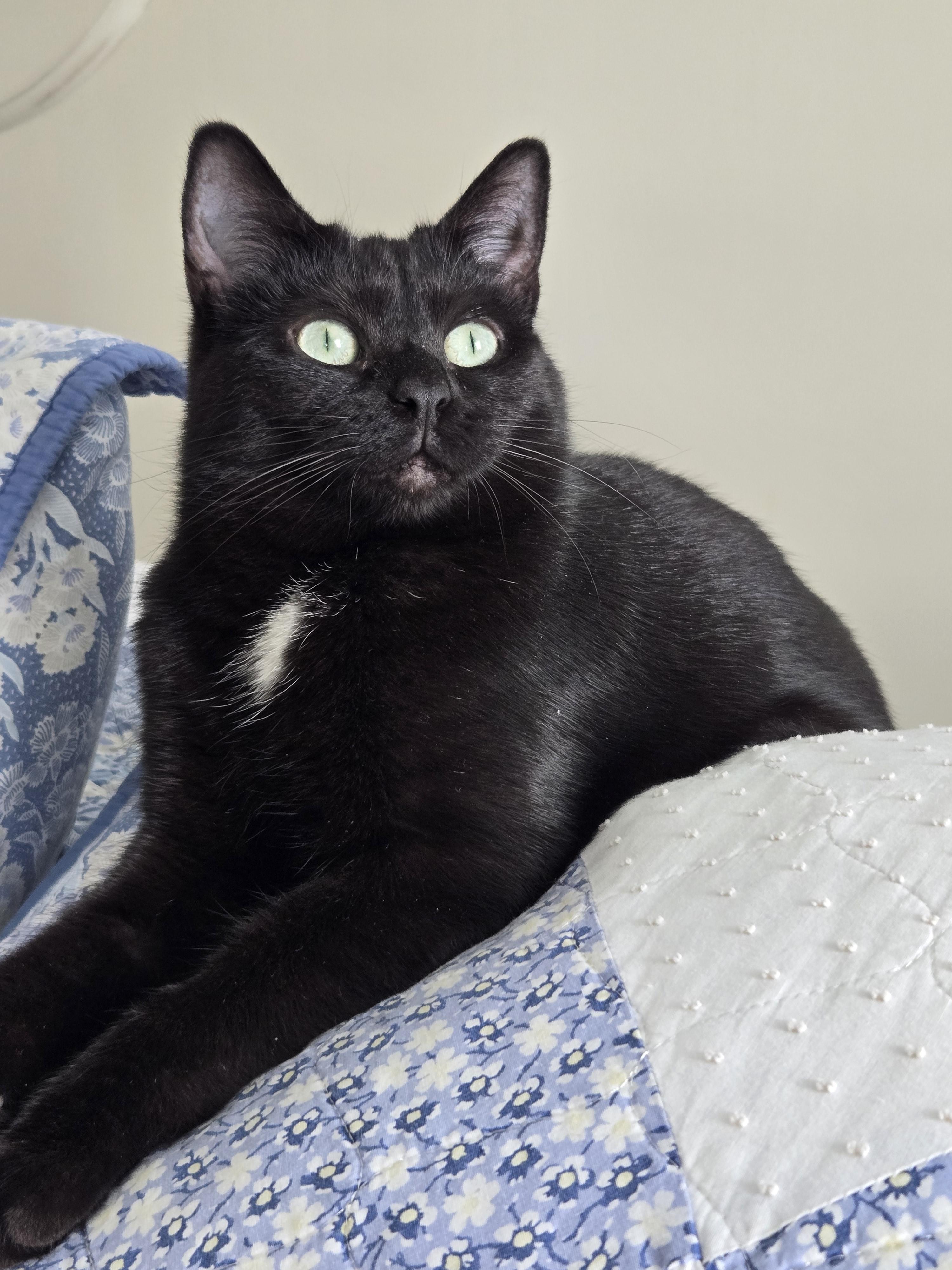 Enlarge Isobel, a Adoptable Domestic Short Hair in Bethel Park, PA image 2/6