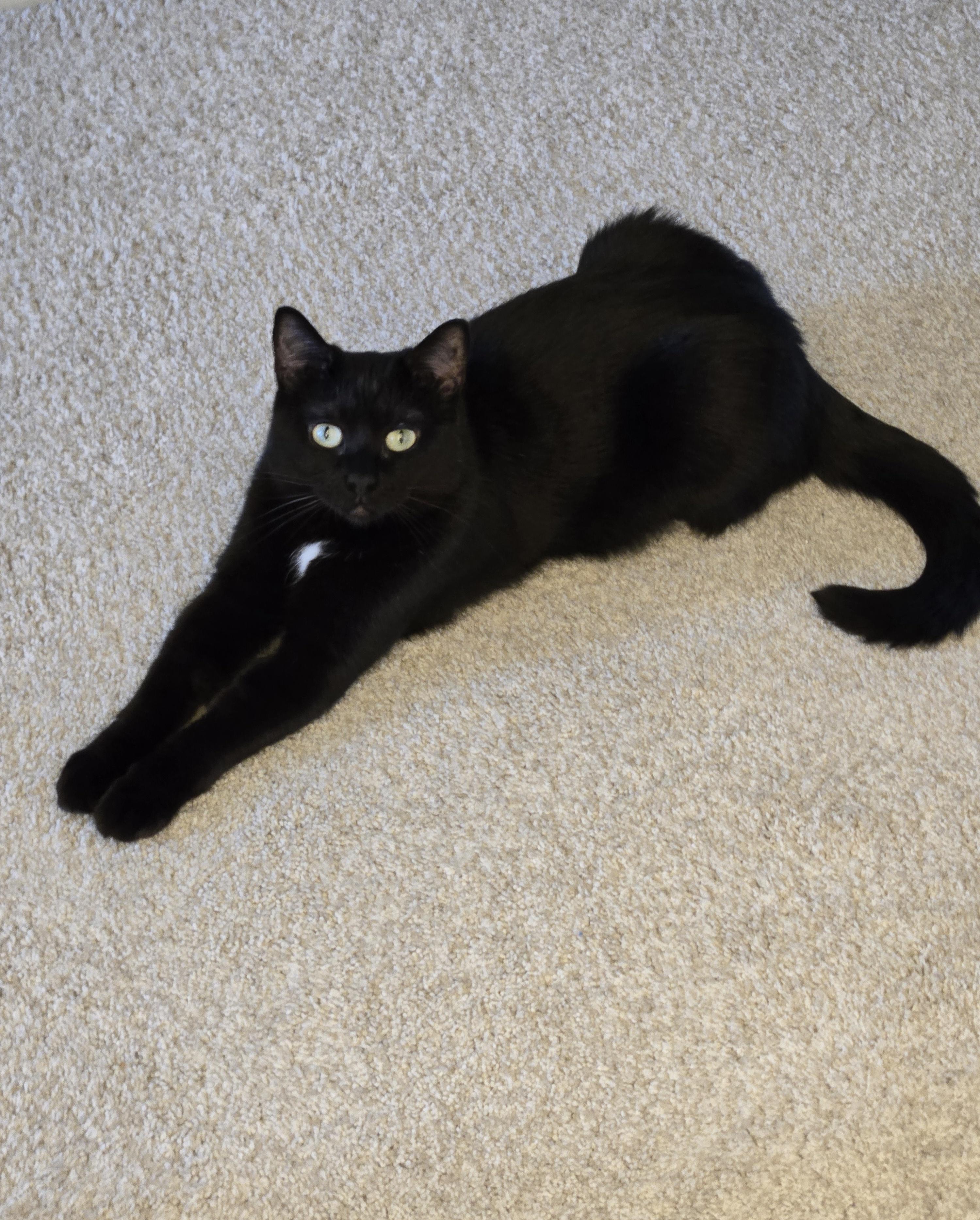 Enlarge Isobel, a Adoptable Domestic Short Hair in Bethel Park, PA image 3/6