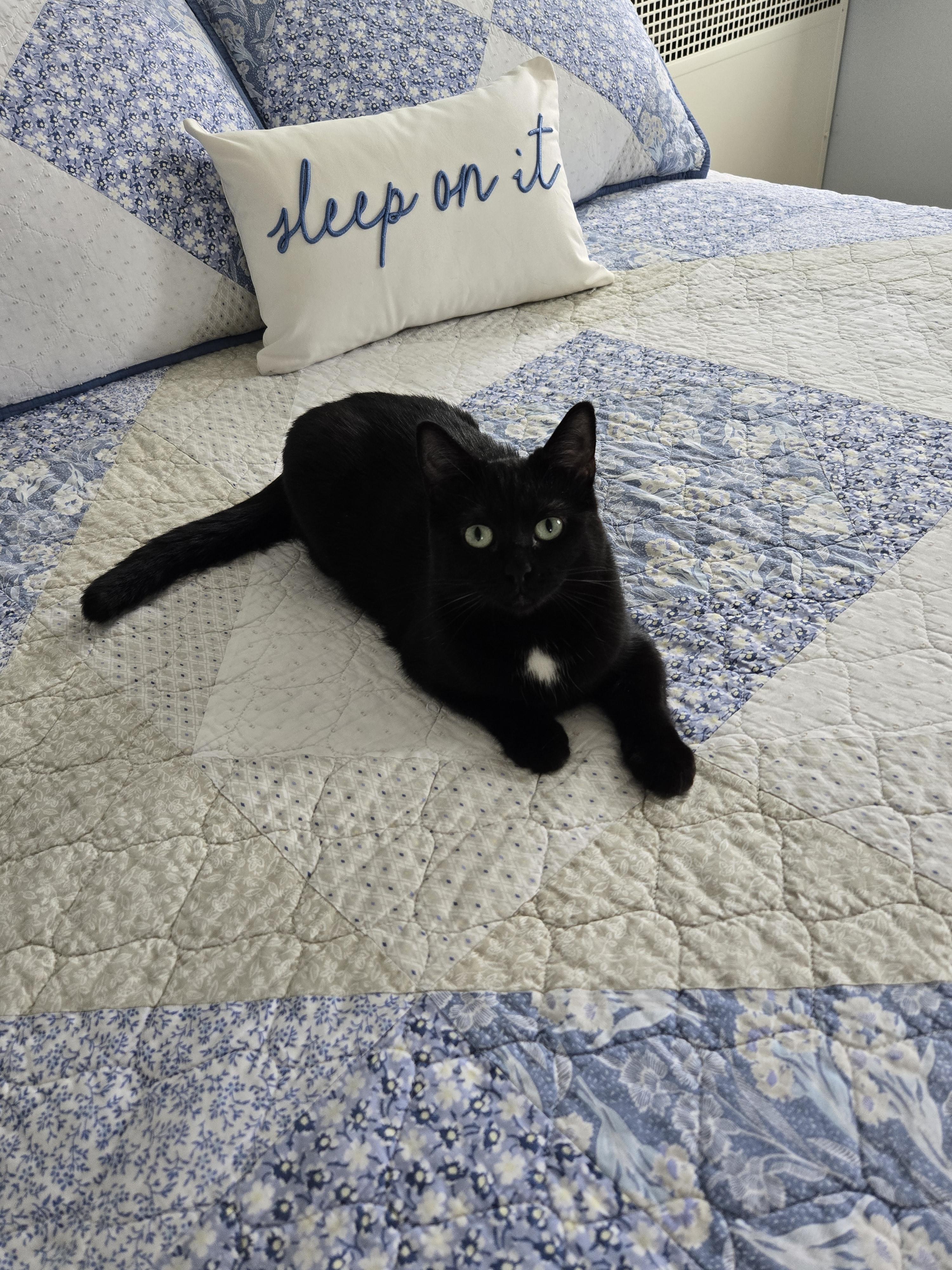 Enlarge Isobel, a Adoptable Domestic Short Hair in Bethel Park, PA image 4/6