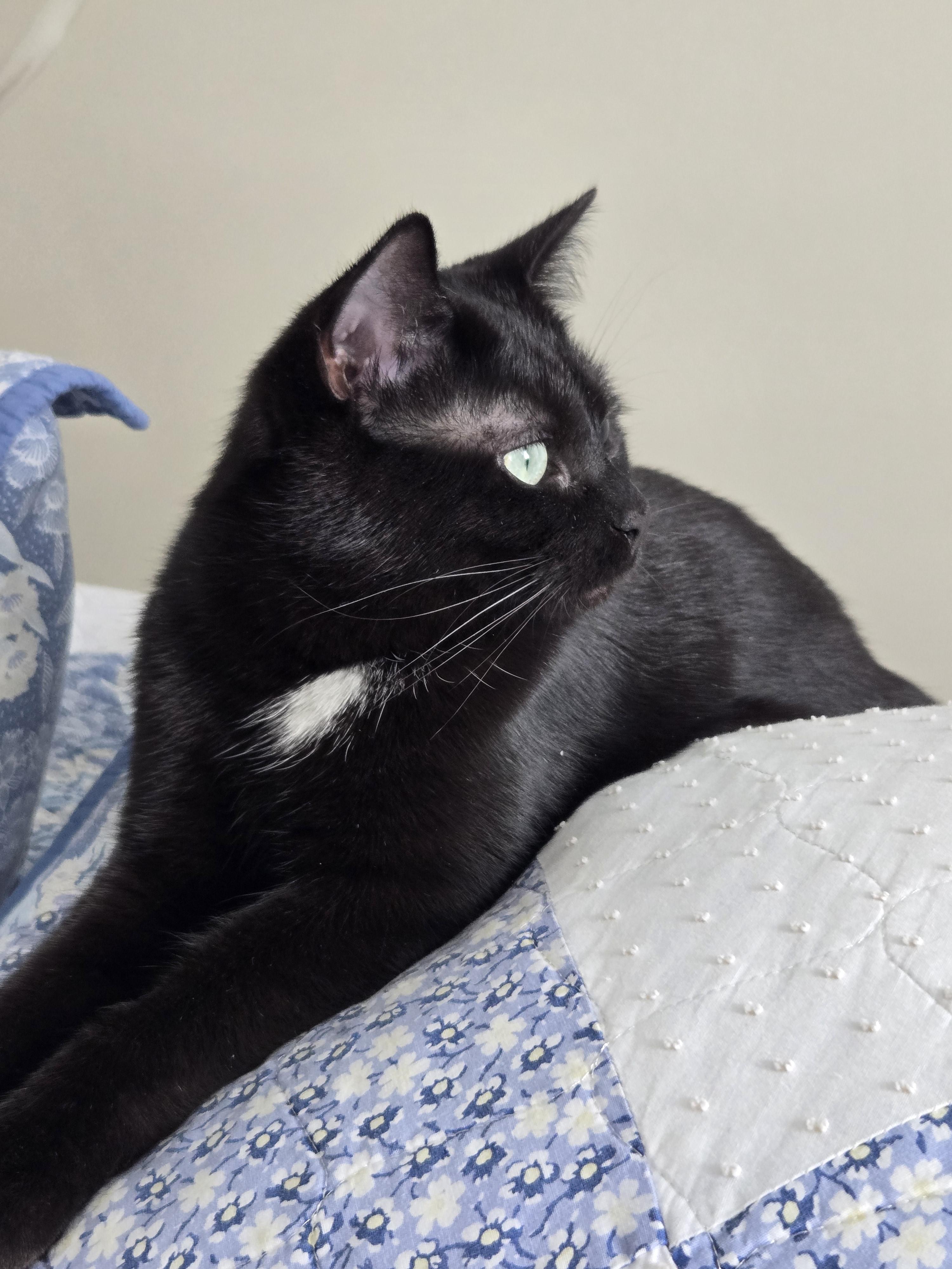 Enlarge Isobel, a Adoptable Domestic Short Hair in Bethel Park, PA image 6/6