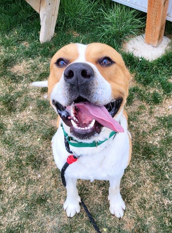 Barney, Adoptable, Adult Male American Bulldog.