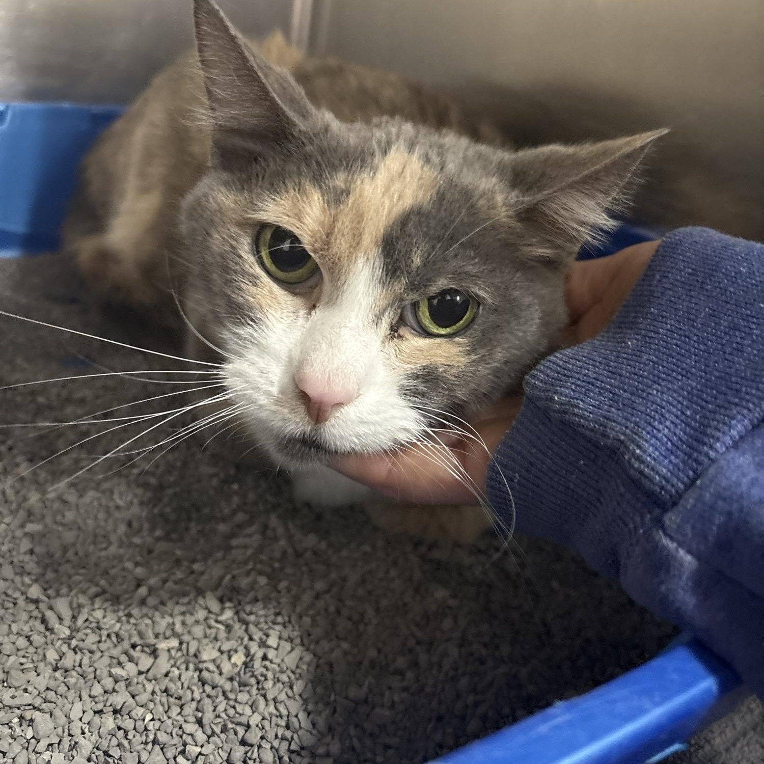 Enlarge Isabella , a ADOPTABLE Domestic Short Hair in Saint Charles, MO image 3/4