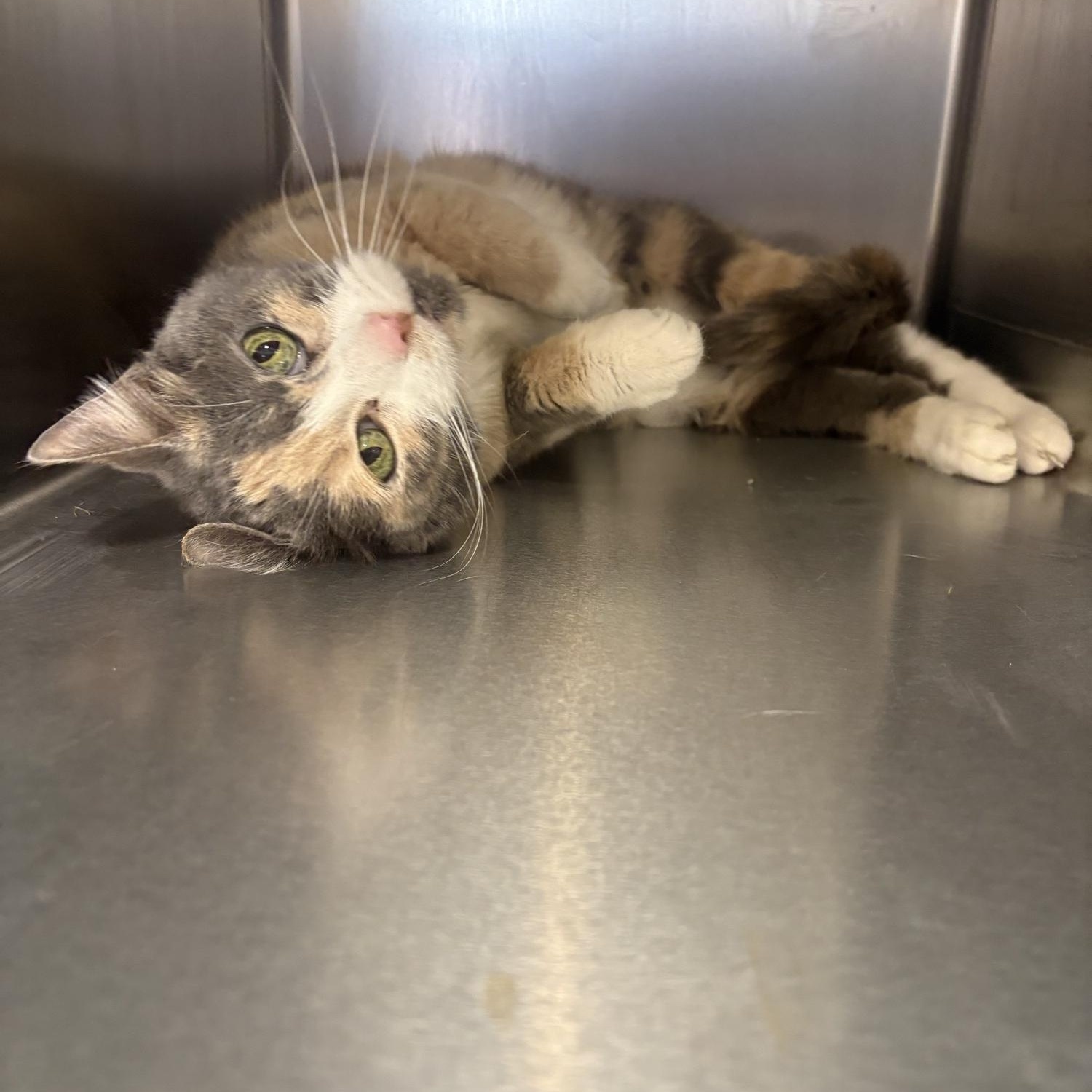 Enlarge Isabella , a ADOPTABLE Domestic Short Hair in Saint Charles, MO image 2/2