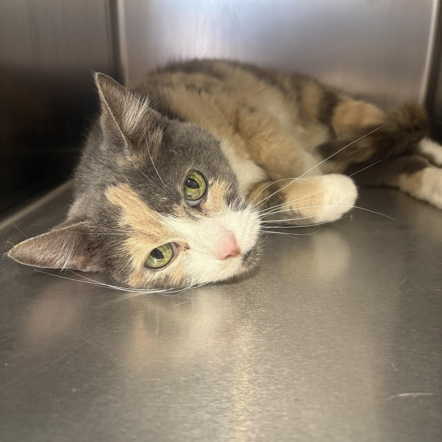 Enlarge Isabella , a ADOPTABLE Domestic Short Hair in Saint Charles, MO image 1/2