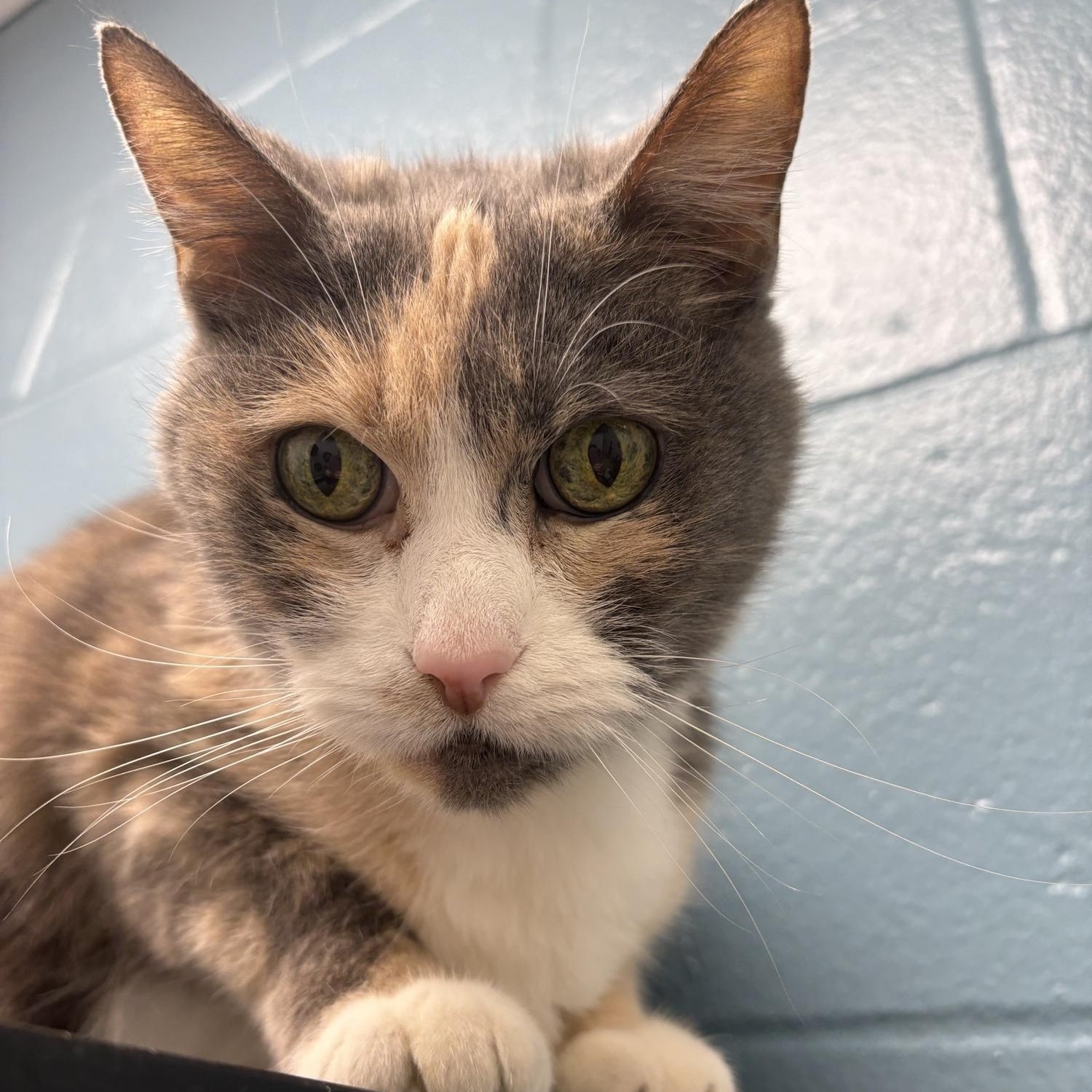 Isabella , adoptable, Senior Female Domestic Short Hair.