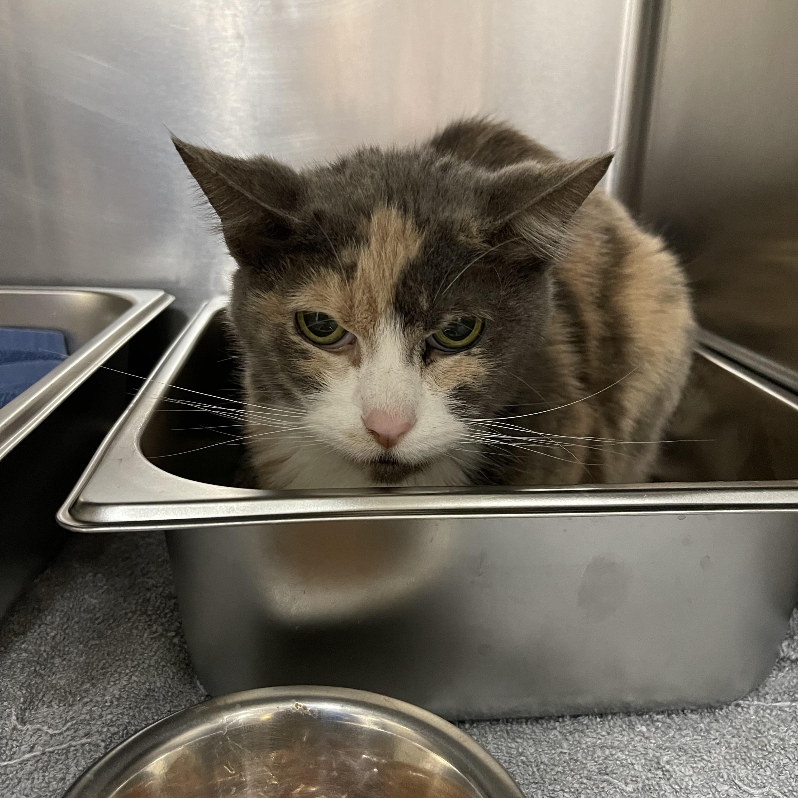 Isabella , ADOPTABLE, Senior Female Domestic Short Hair.