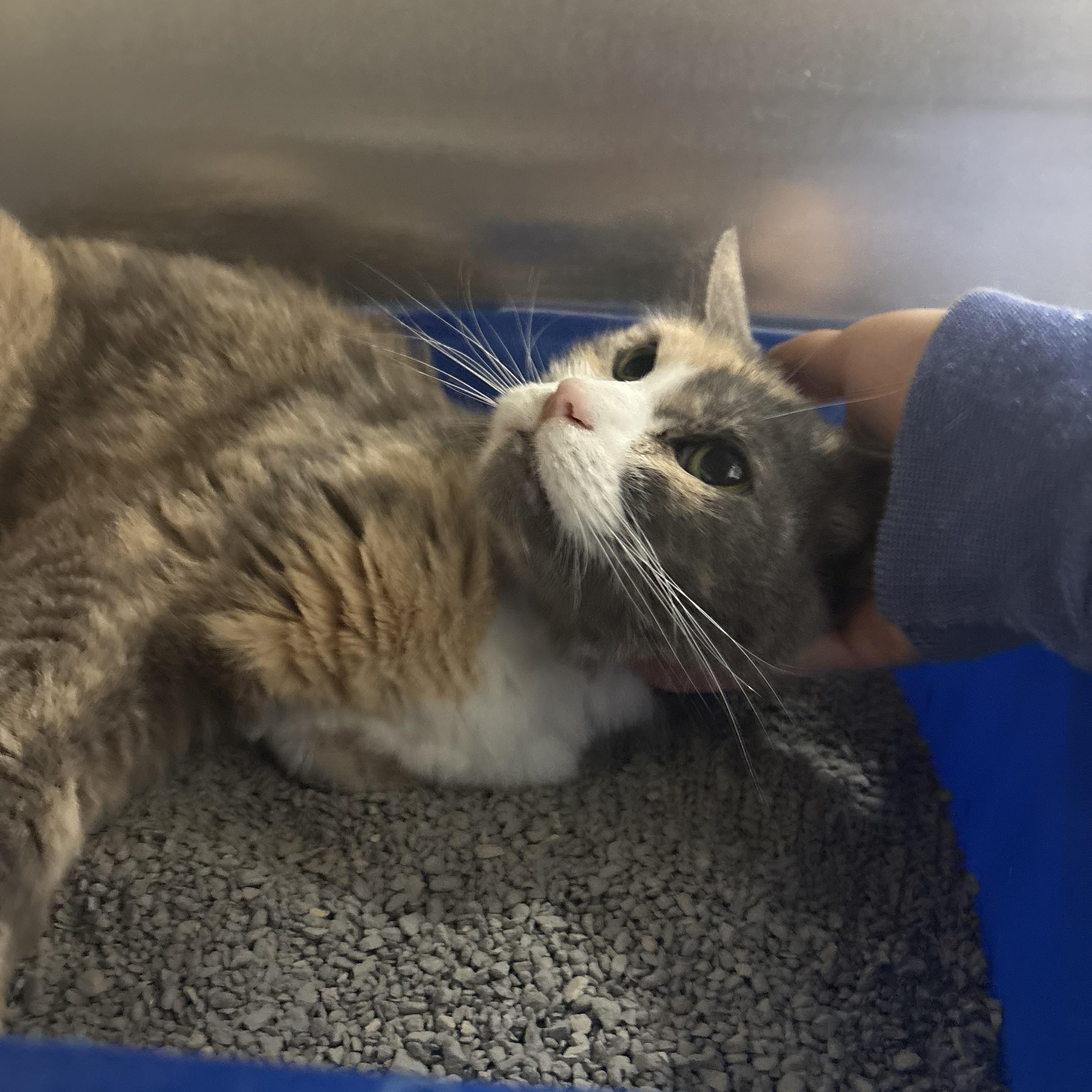 Enlarge Isabella , a ADOPTABLE Domestic Short Hair in Saint Charles, MO image 4/4