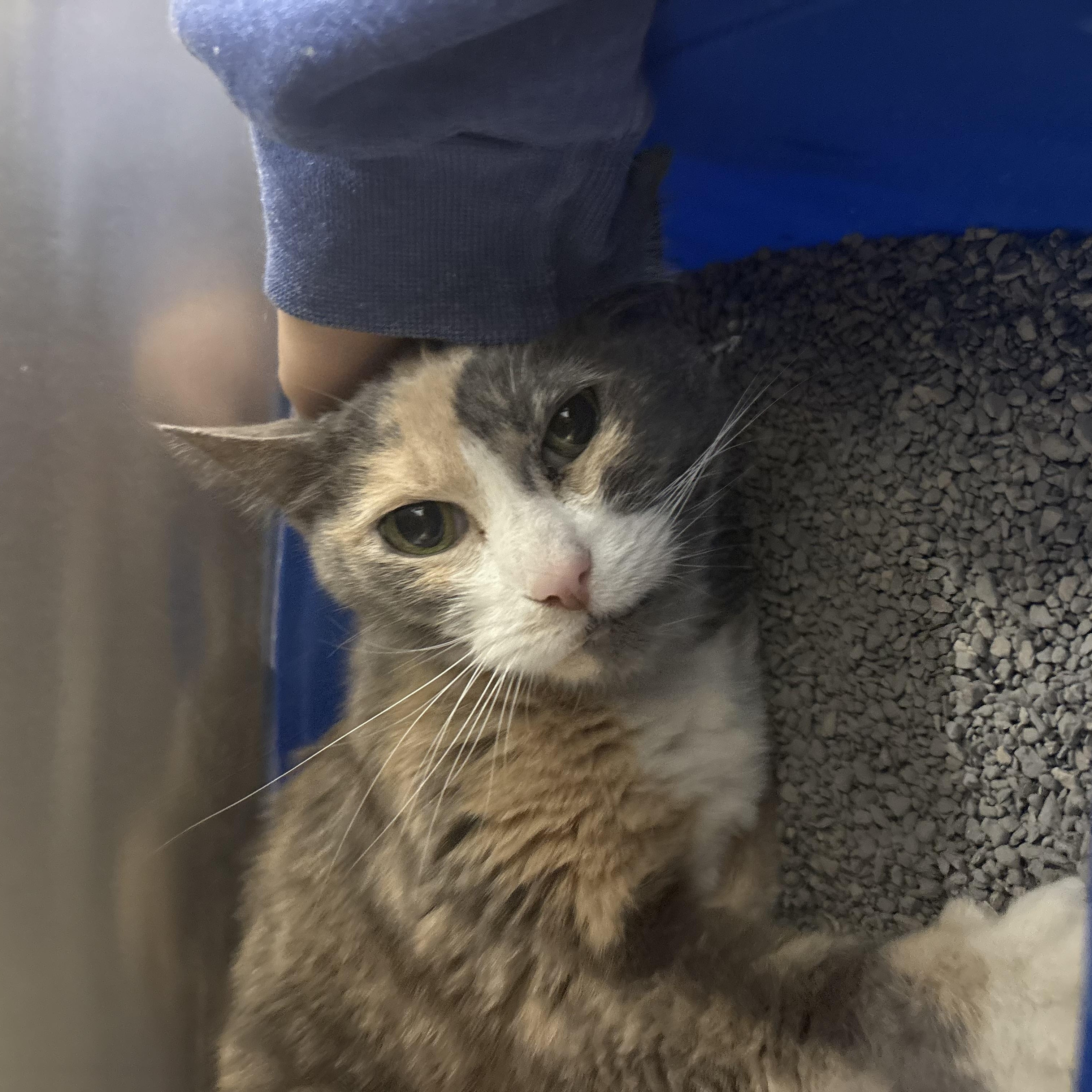 Enlarge Isabella , a ADOPTABLE Domestic Short Hair in Saint Charles, MO image 2/4