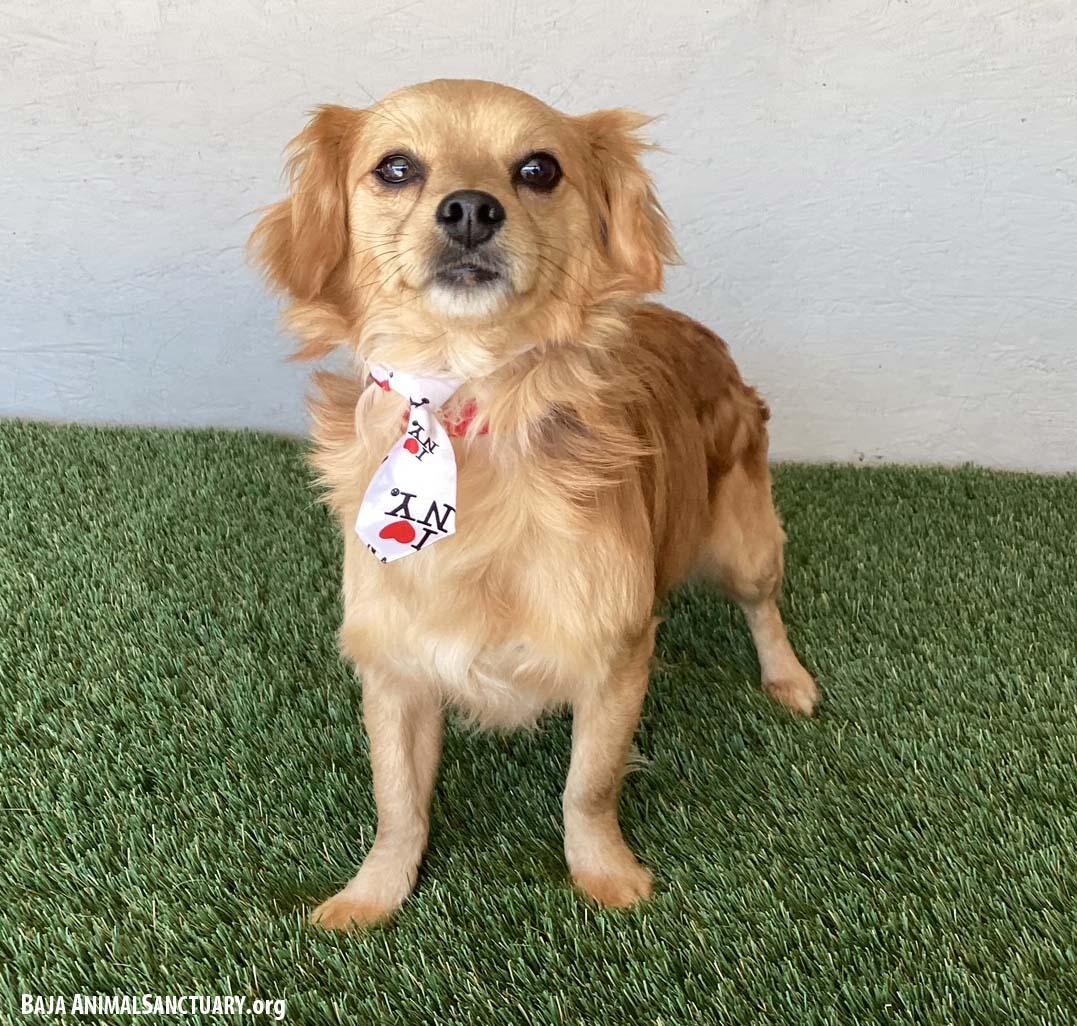 Enlarge Roy, an adopted mixed breed in San Diego, CA image 4/4